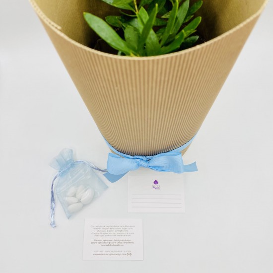 Vaso per piante grasse per bonsai piccolo vaso smaltato, confezione vantaggiosa con 2 pezzi + 4 setacci morbidi per drenaggio a rete